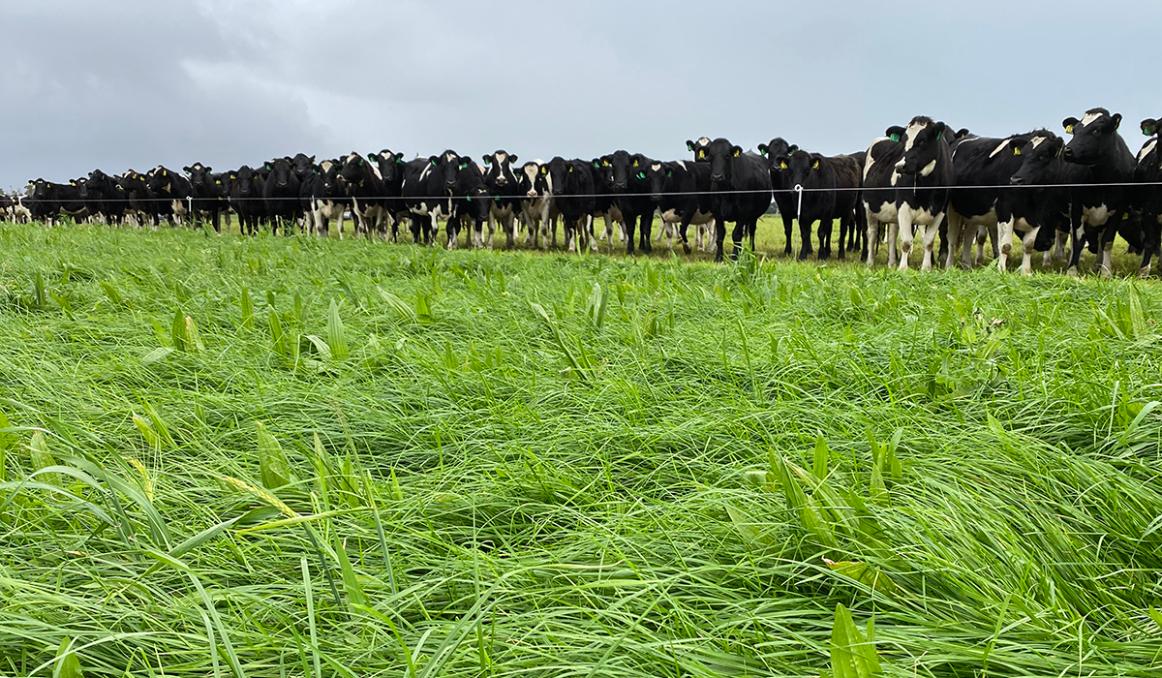 R2 in calf heifers grazing Legion perennial ryegrass, Relish red clover and Ecotain environmental plantain mix. Bankside, Canterbury